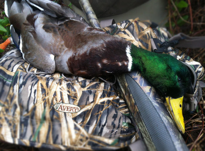 mallard edit Delta Duck Hunts